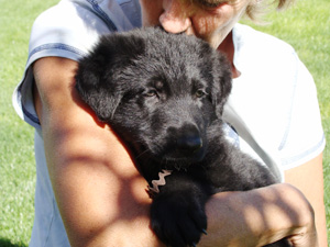 hoover gsd puppy